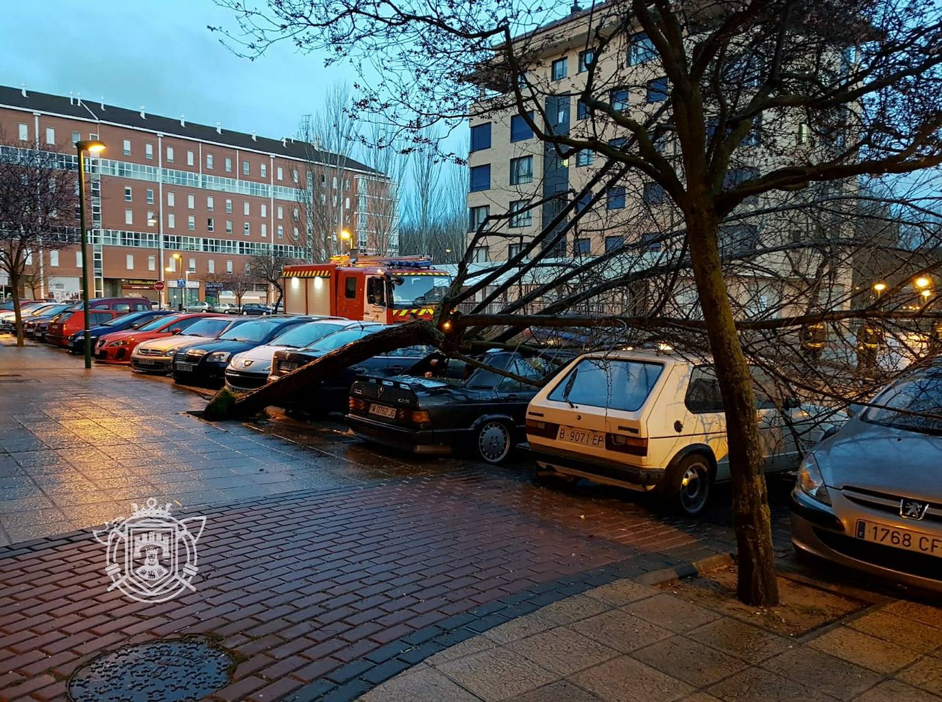 Ramas caídas sobre coches aparcados en la calle Averroes. 