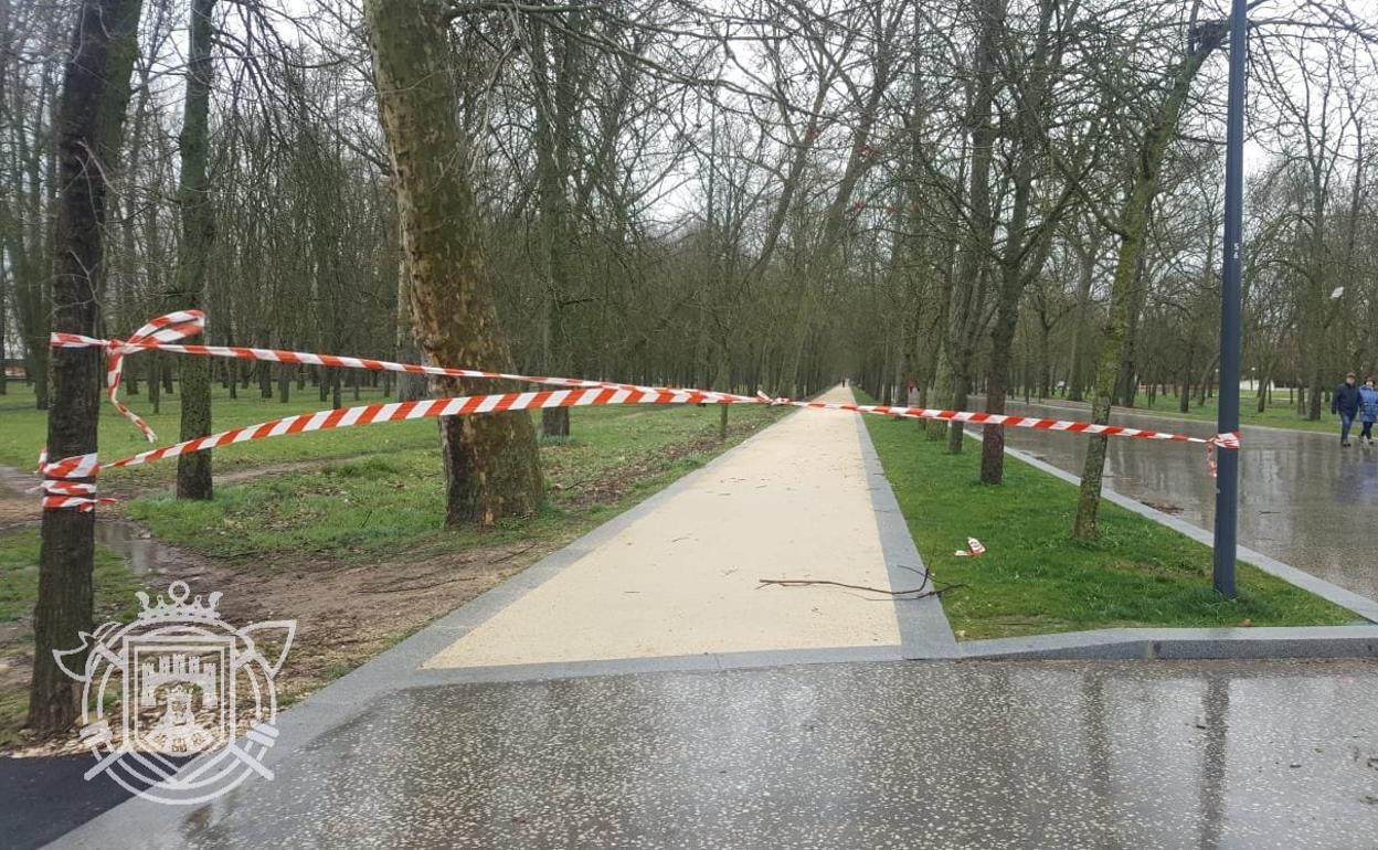 Piden extremar la precaución al pasear por zonas de arbolado por el intenso viento