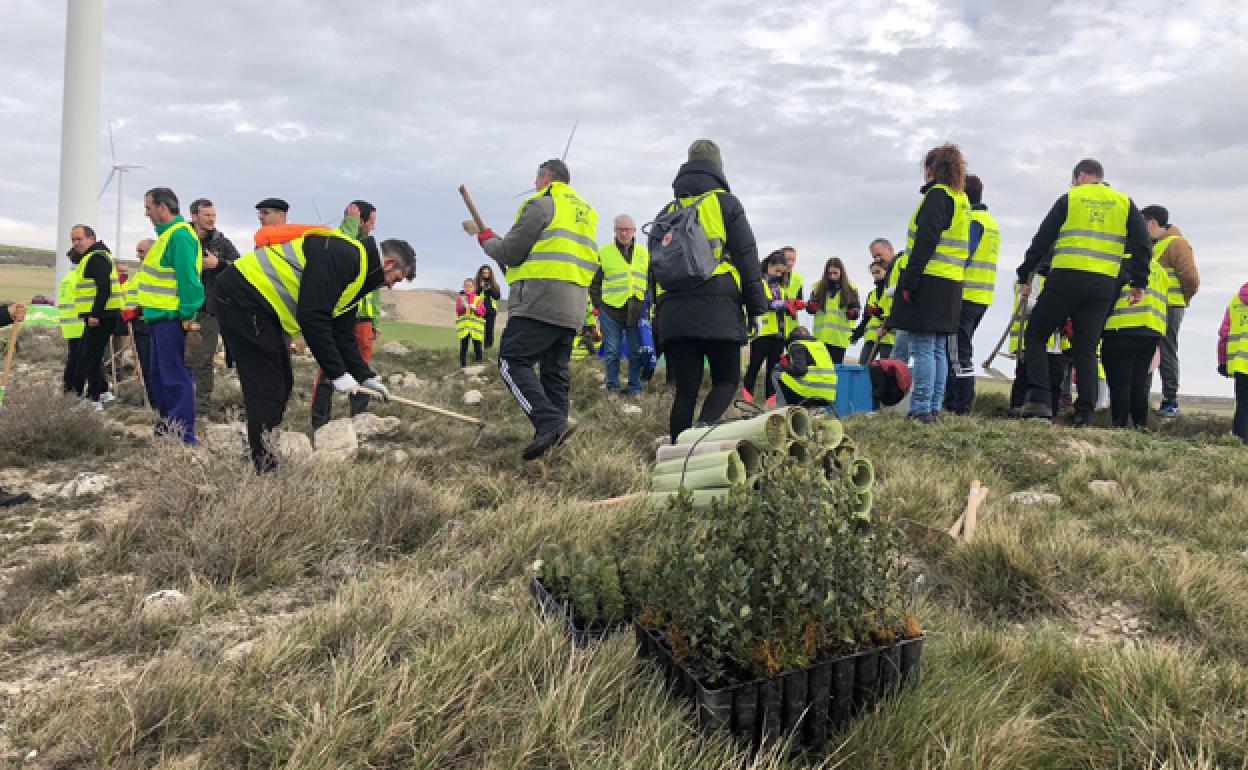 Los voluntarios plantan los árboles. 