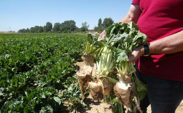 Daños en un cultivo de remolacha.