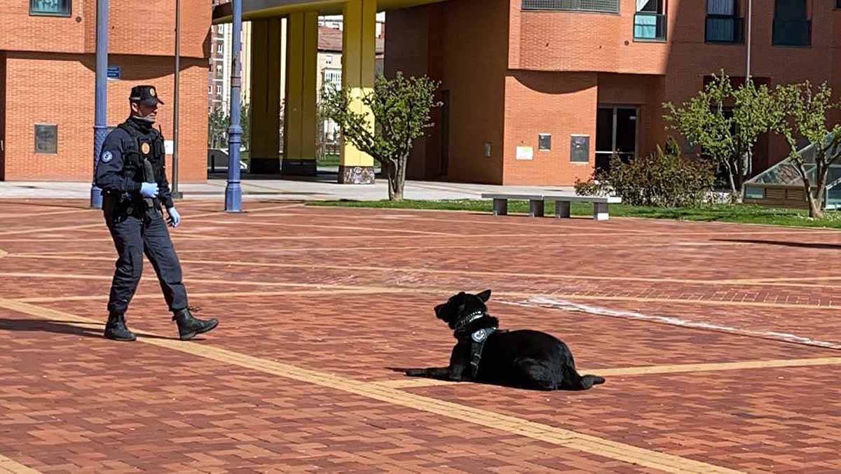 Ante la mirada de niños y mayores los perros han realizado ejercicios de obediencia y de intervención con los agentes.