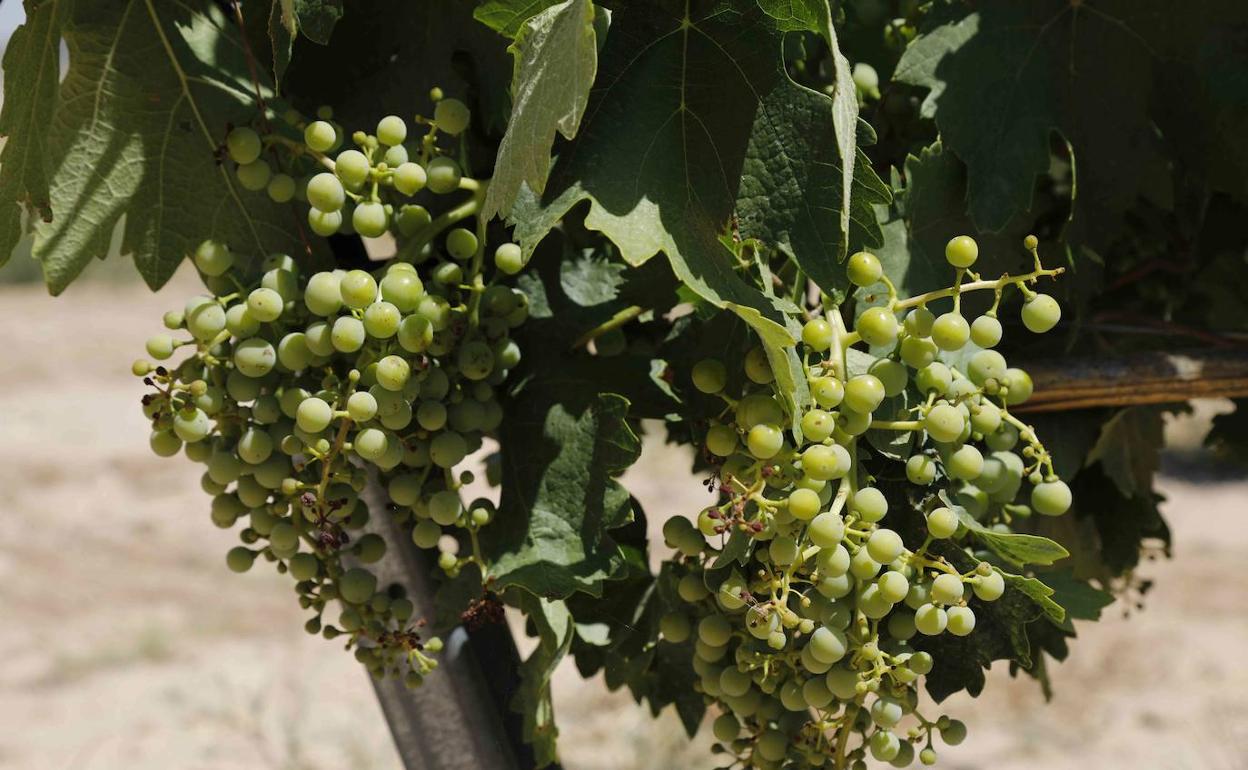 El futuro de los vinos de la Ribera del Duero pasa por el canal online, aunque no superará al de la restauración