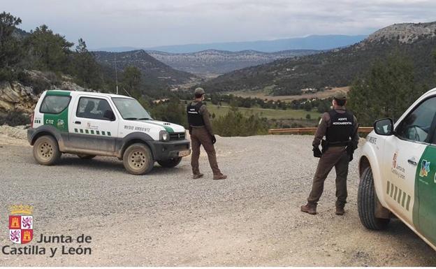 Agentes medioambientales descubren a una persona recolectando setas en Santo Domingo de Silos