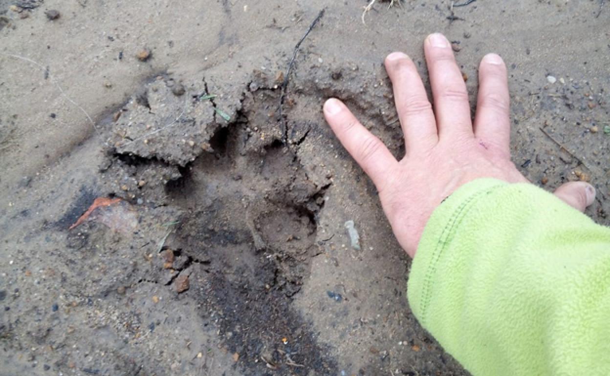 Un ganadero señala la huella de un lobo. 