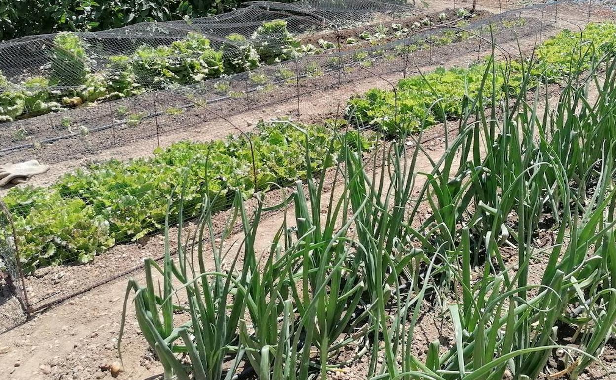 Es el momento de iniciar las plantaciones en los huertos