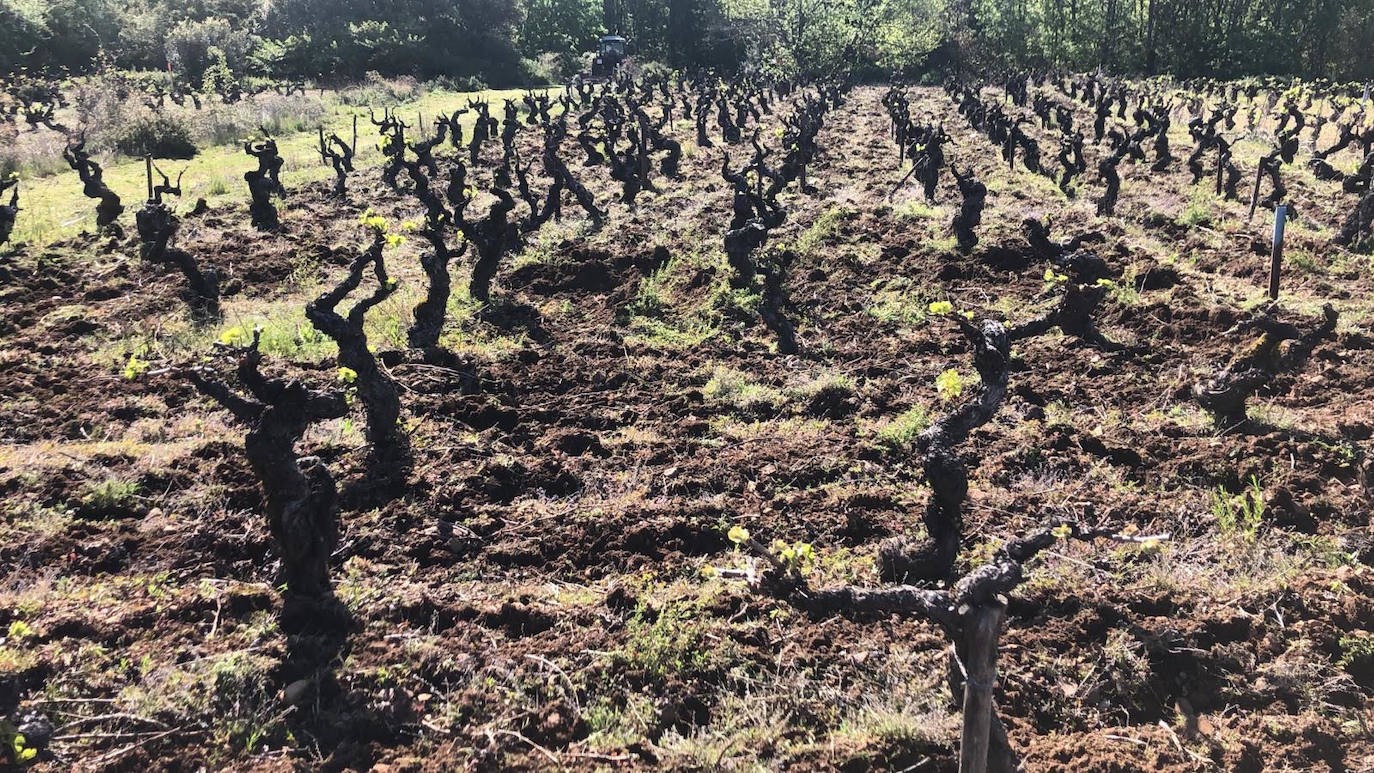 Fotos: Bodegas Aníbal de Otero