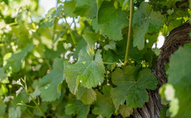 Bodegas Pandora, calidad en unas instalaciones de vanguardia