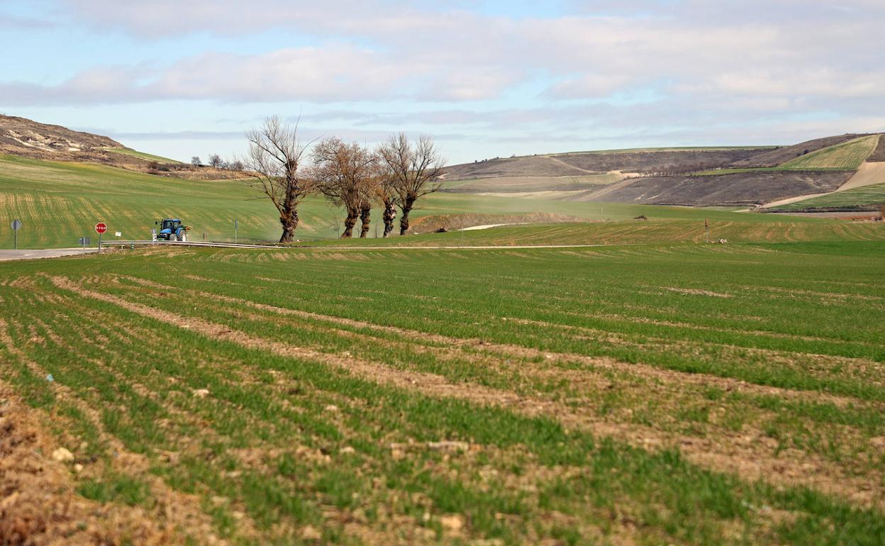 Campo sembrado en la provincia de Burgos. 