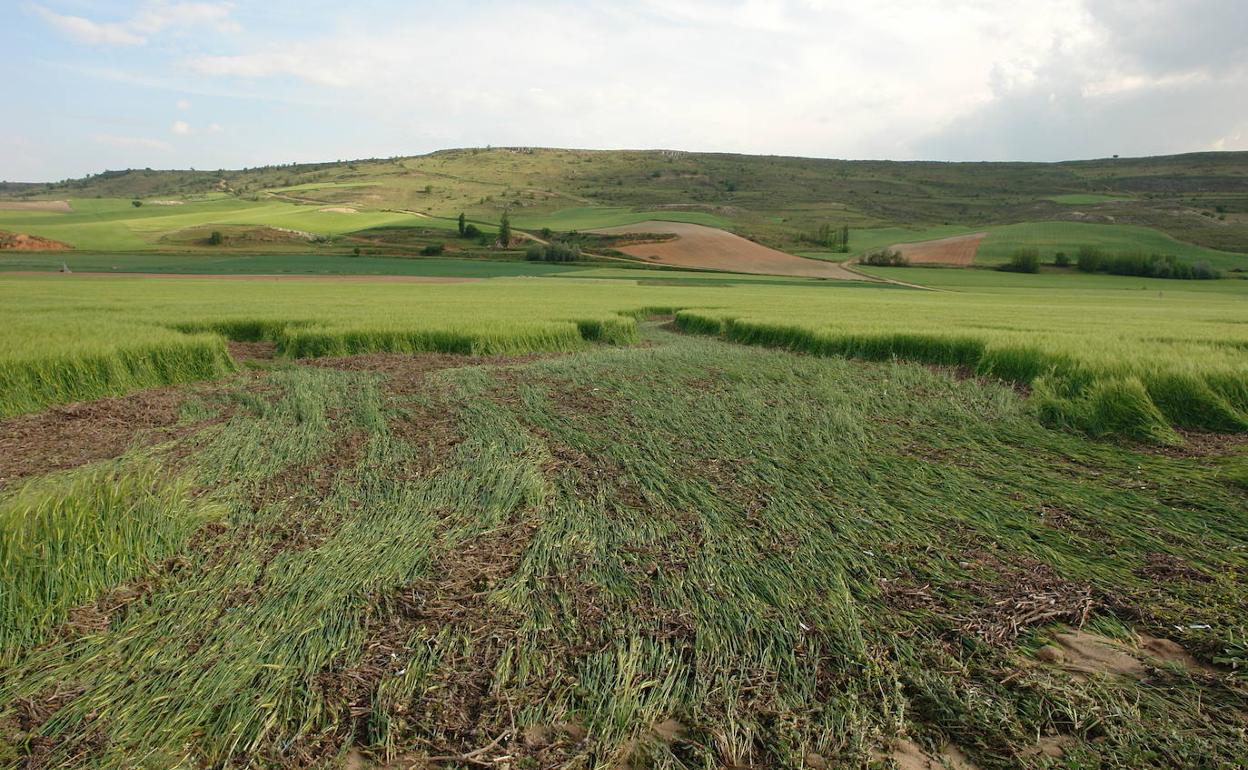 Campo de cereal en Peñafiel tumbado por el granizo. 