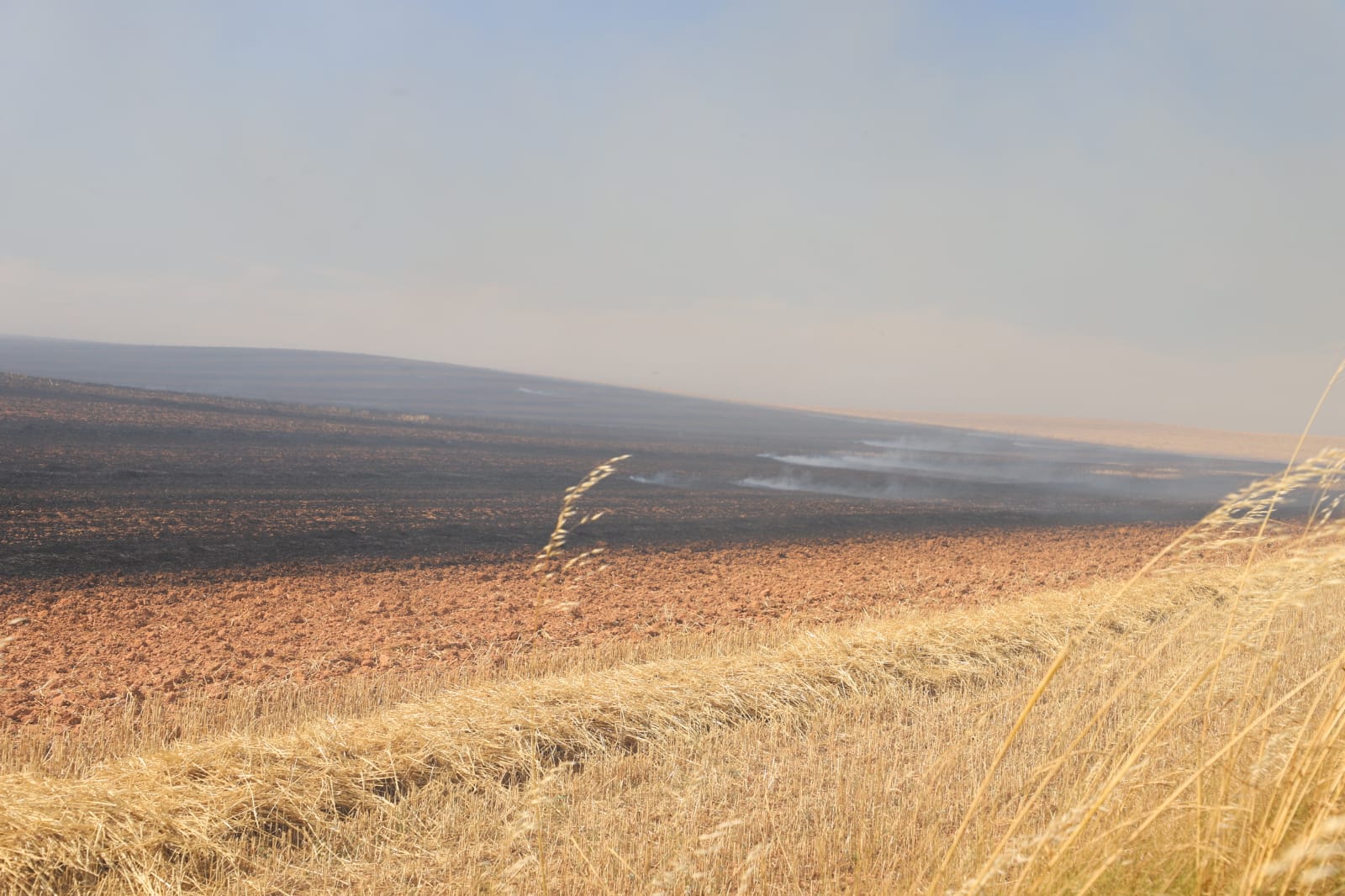 Fotos: Las llamas devoran una gran zona de terreno agrícola entre Arcos y Villangómez