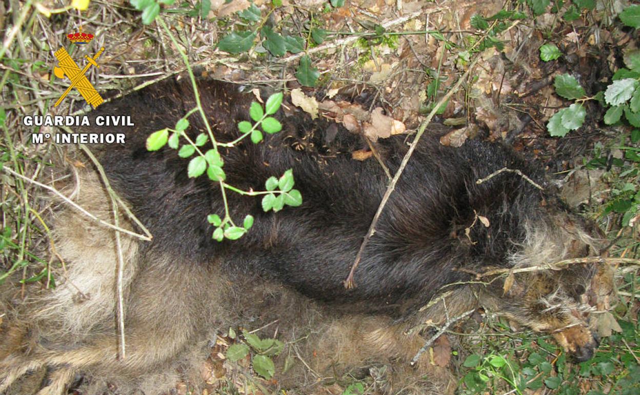 Investigan en Burgos al presunto autor de la muerte violenta de dos perros y una cabra