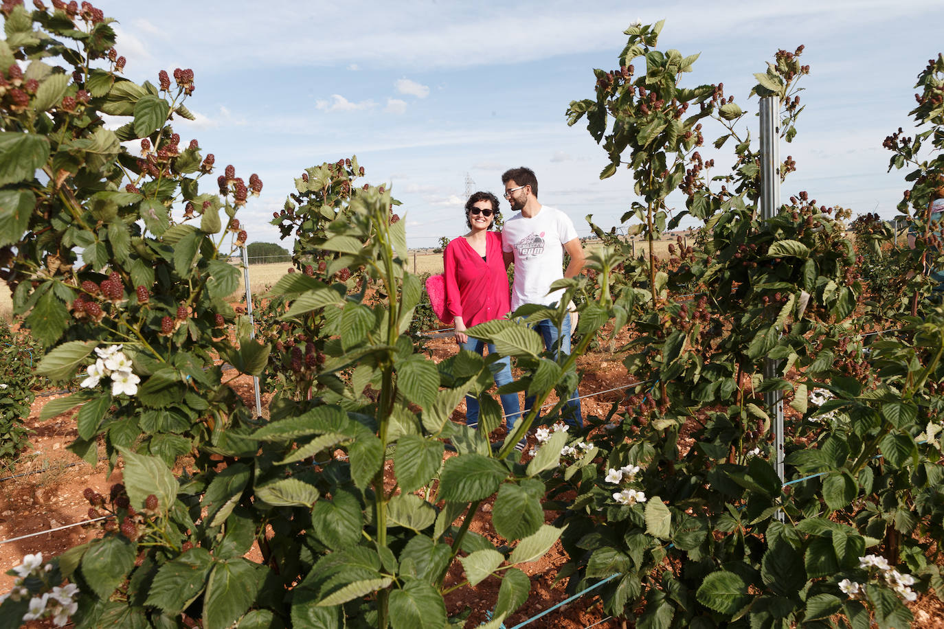 Fotos: Castilla y León se suma al cultivo de los frutos rojos