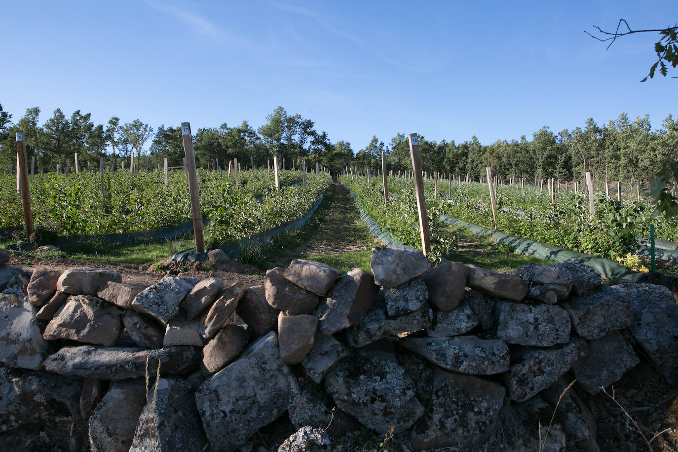 Fotos: Castilla y León se suma al cultivo de los frutos rojos