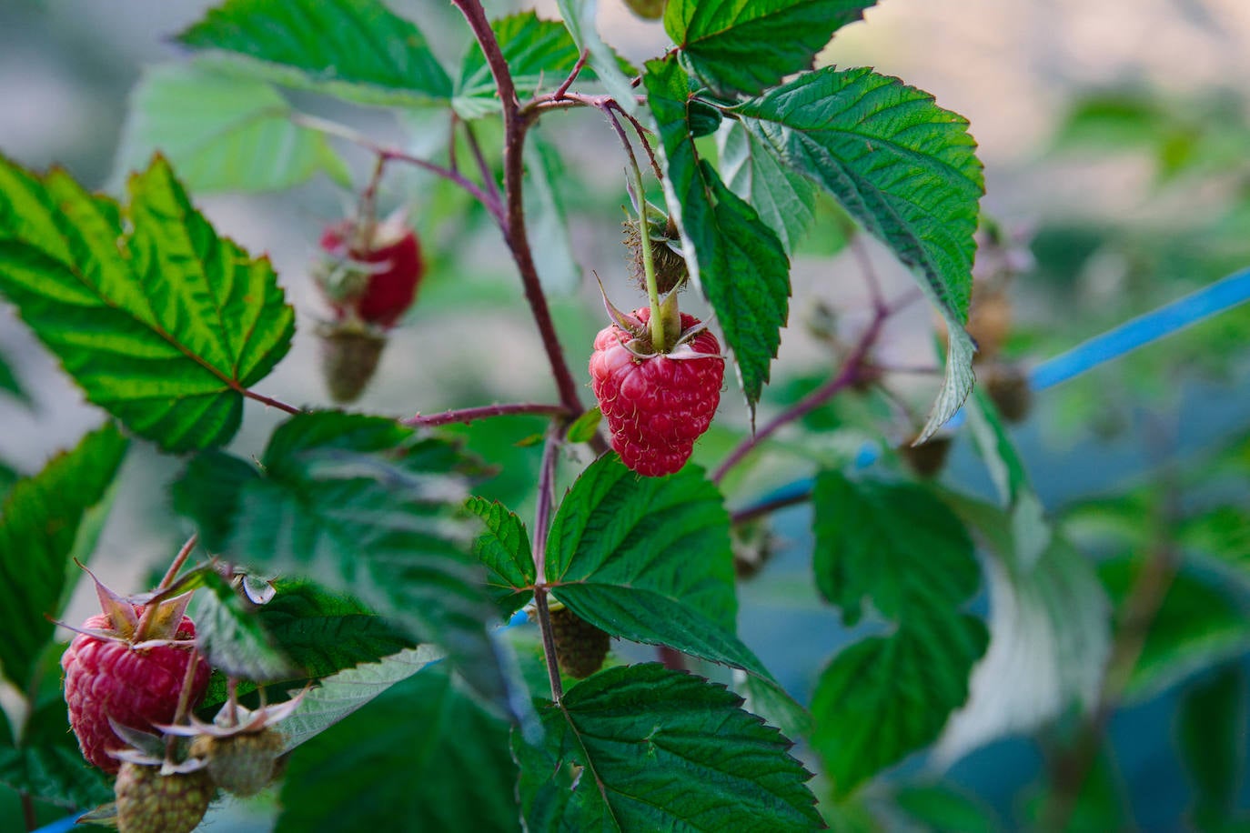 Fotos: Castilla y León se suma al cultivo de los frutos rojos