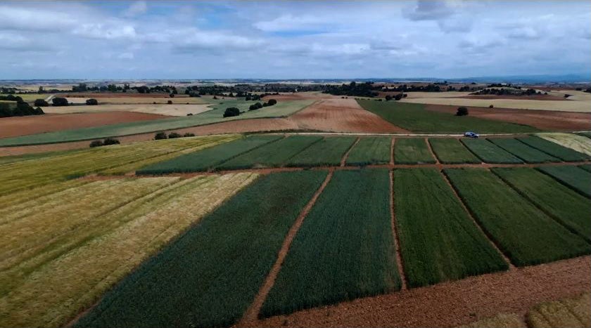 Campos de ensayo sobre un estudio con semillas hecho por UPA CyL.