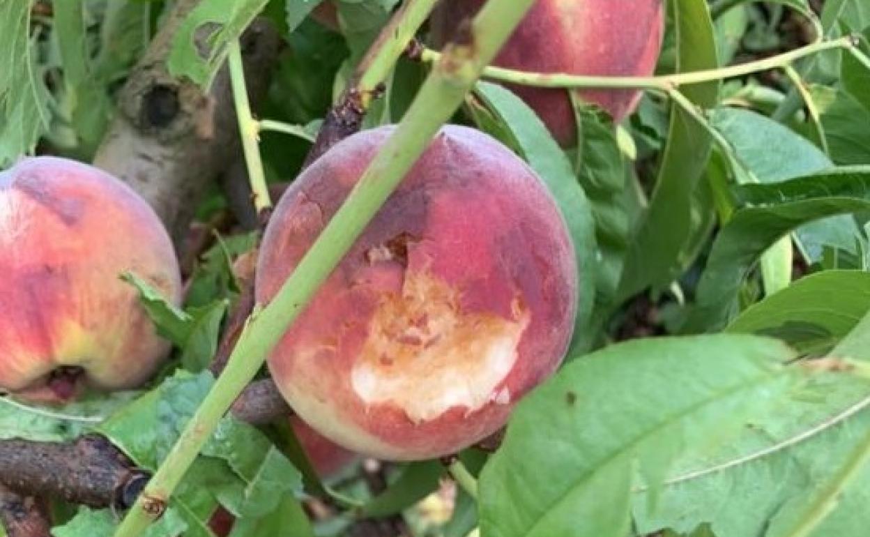 Imagen de los daños causados en los frutales españoles por las lluvias y el pedrisco de este martes.