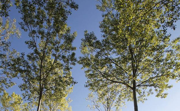 La Junta subastó 7.200 metros cúbicos de madera de chopo en Burgos en 2019, el 77% del total regional