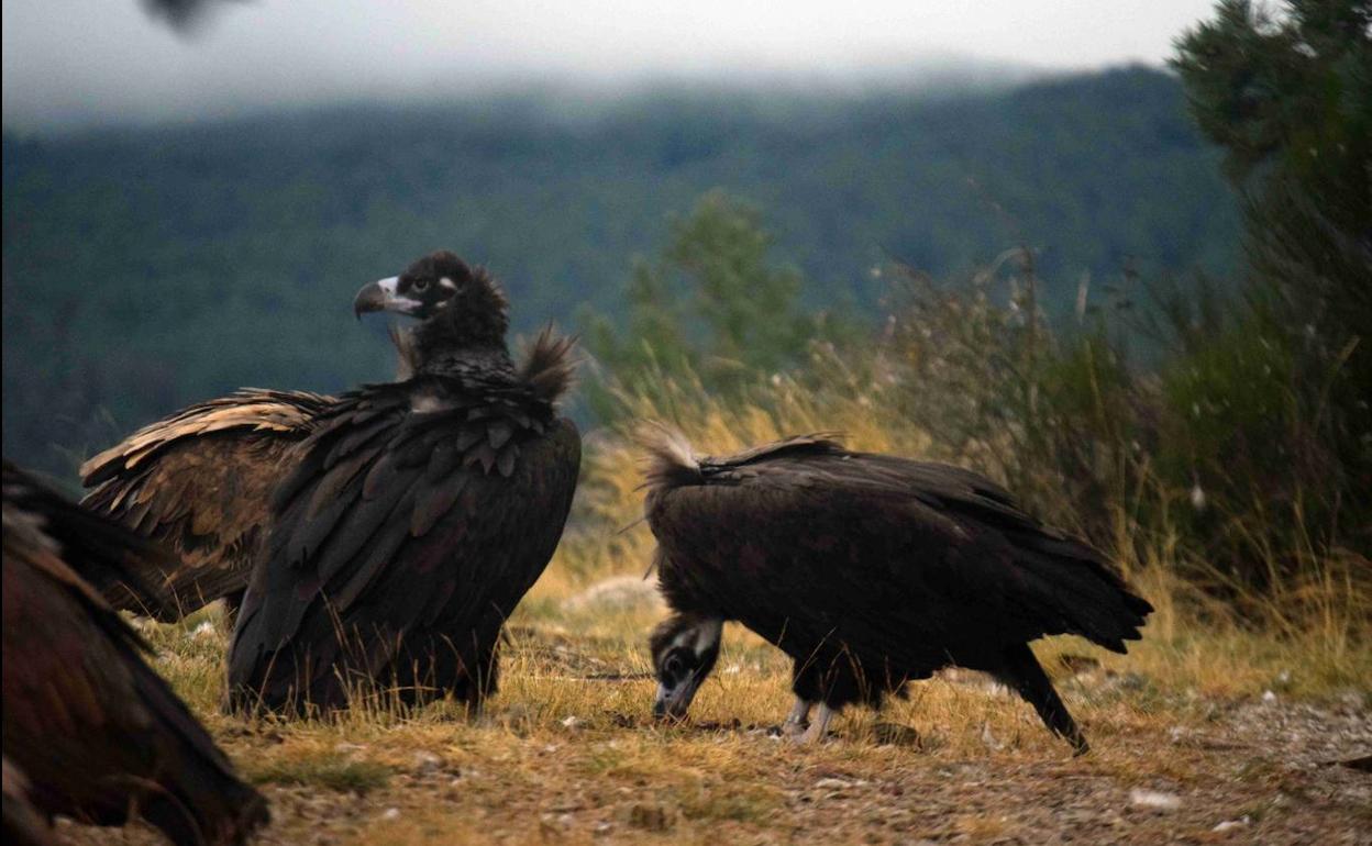 Pareja de buitres negros reintroducida en la Sierra de la Demanda.