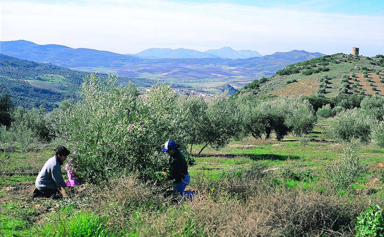 Trabajadores de la aceituna en Jaén. 