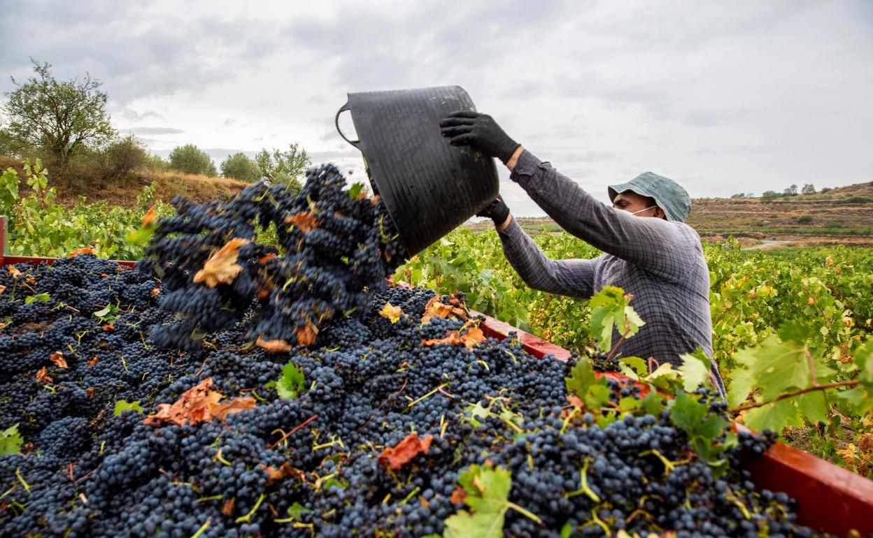 La vendimia ha cogido velocidad de crucero en la Ribera del Duero. 