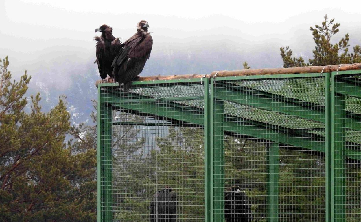 Buitres negros en el exterior y en el interior del jaulón de aclimatación de Huerta de Arriba.