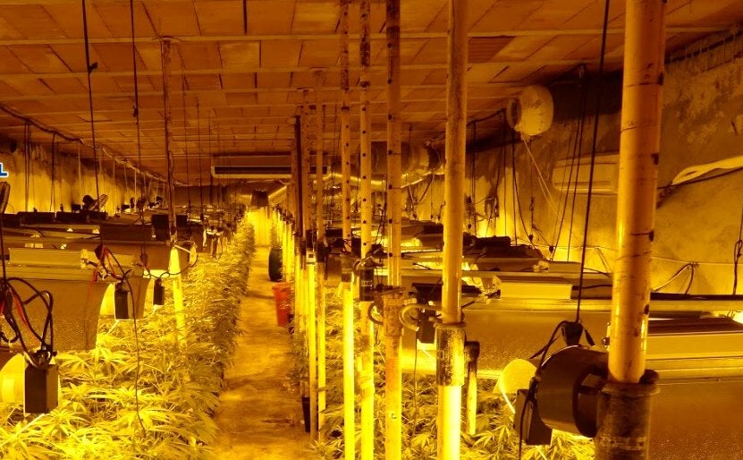 Imagen de la plantación de marihuana subterránea desmantelada. 