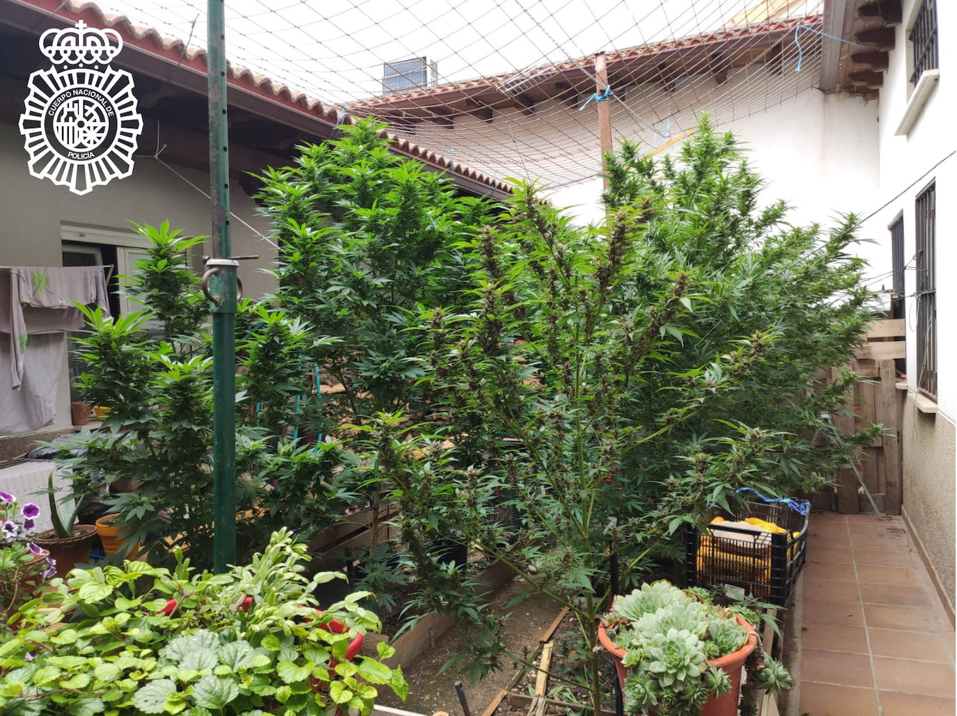 Plantación encontrada en una vivienda de Aranda de Duero.