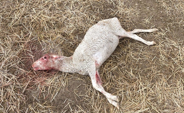 Imagen de la oveja atacada por los buitres. 