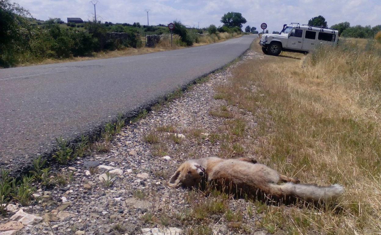 Imagen de un animal muerto tras ser embestido por un coche en una carretera. 