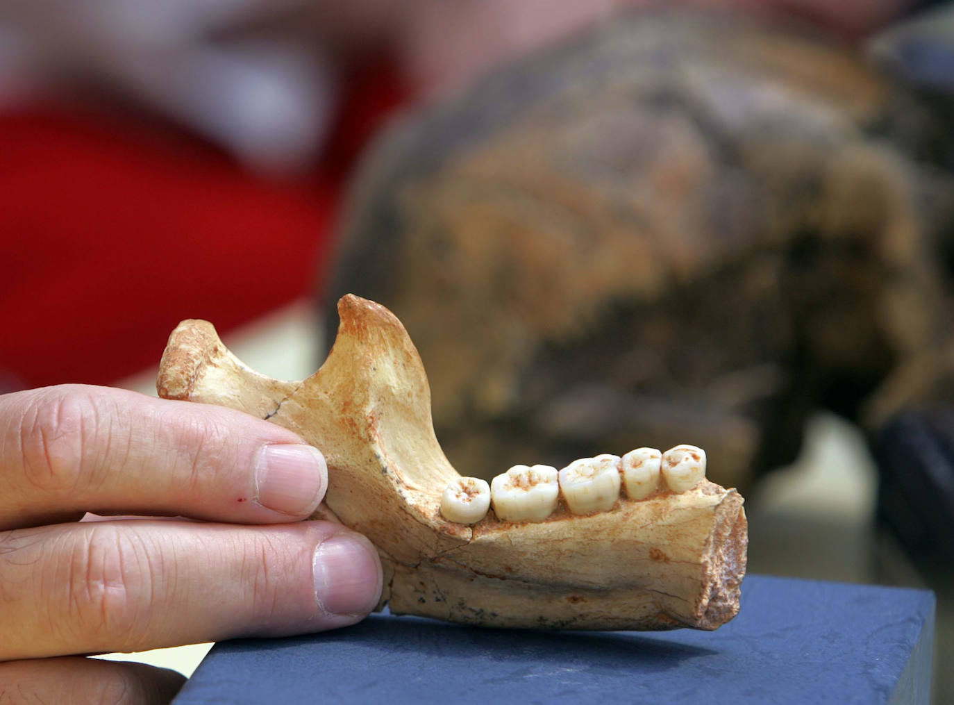 2005 Mandíbula de un 'homo antecessor', conocida como la 'Mandíbula Letizia', hallada en las excavaciones de la Gran Dolina. La mandíbula más antigua encontrada perteneció a una mujer. 