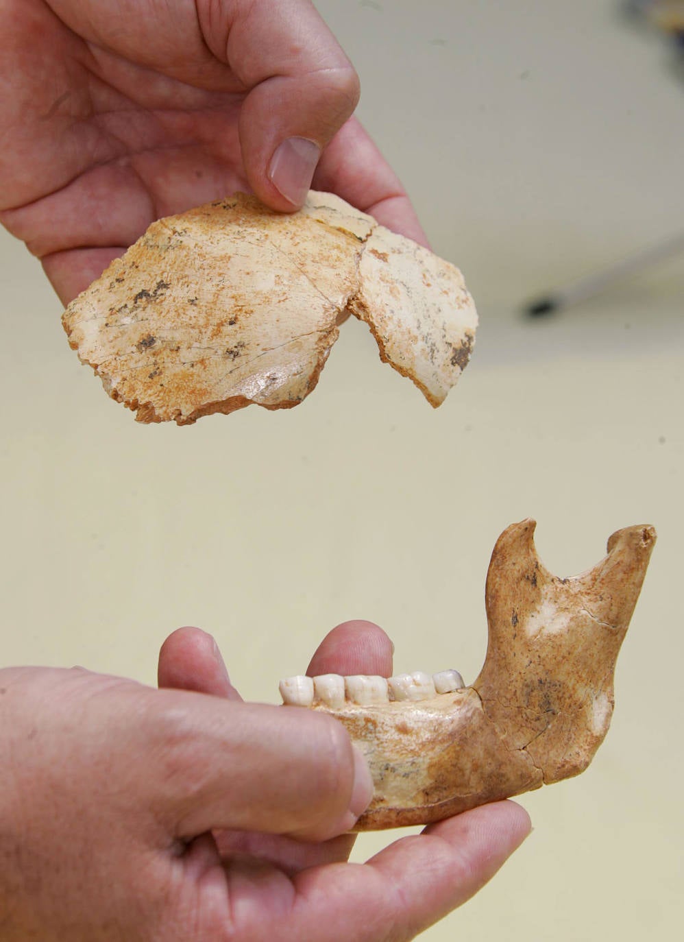 2005 Frontal y maxilar. Hallados en las excavaciones de la Gran Dolina permitieron datar una nueva familia del homo antecessor, de 800.000 años de antigüedad.