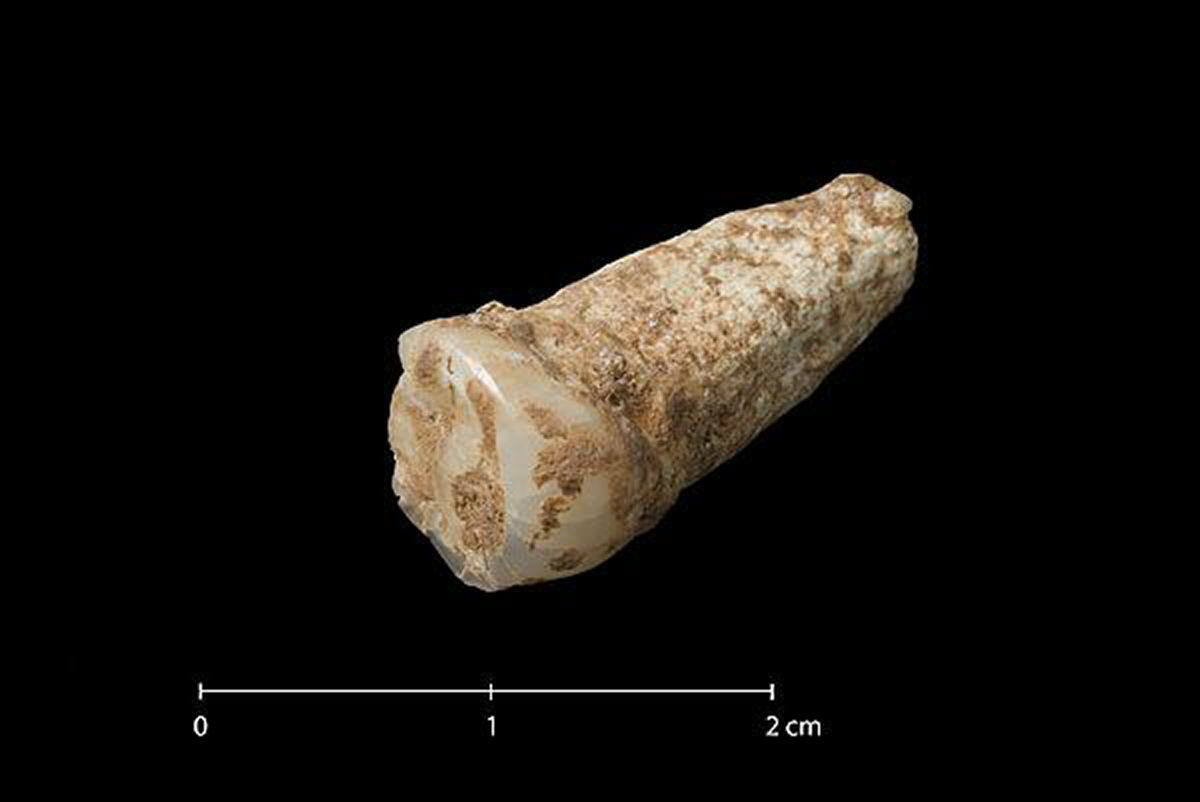 2007 Premolar humano hallado en los yacimientos prehistóricos de la Cueva de la Sima del Elefante. Se trata de un premolar inferior, poco desgastado, perteneciente a un individuo de entre 20 y 25 años que habitó en las montañas burgalesas. Se le calculan 1,2 millones de años.