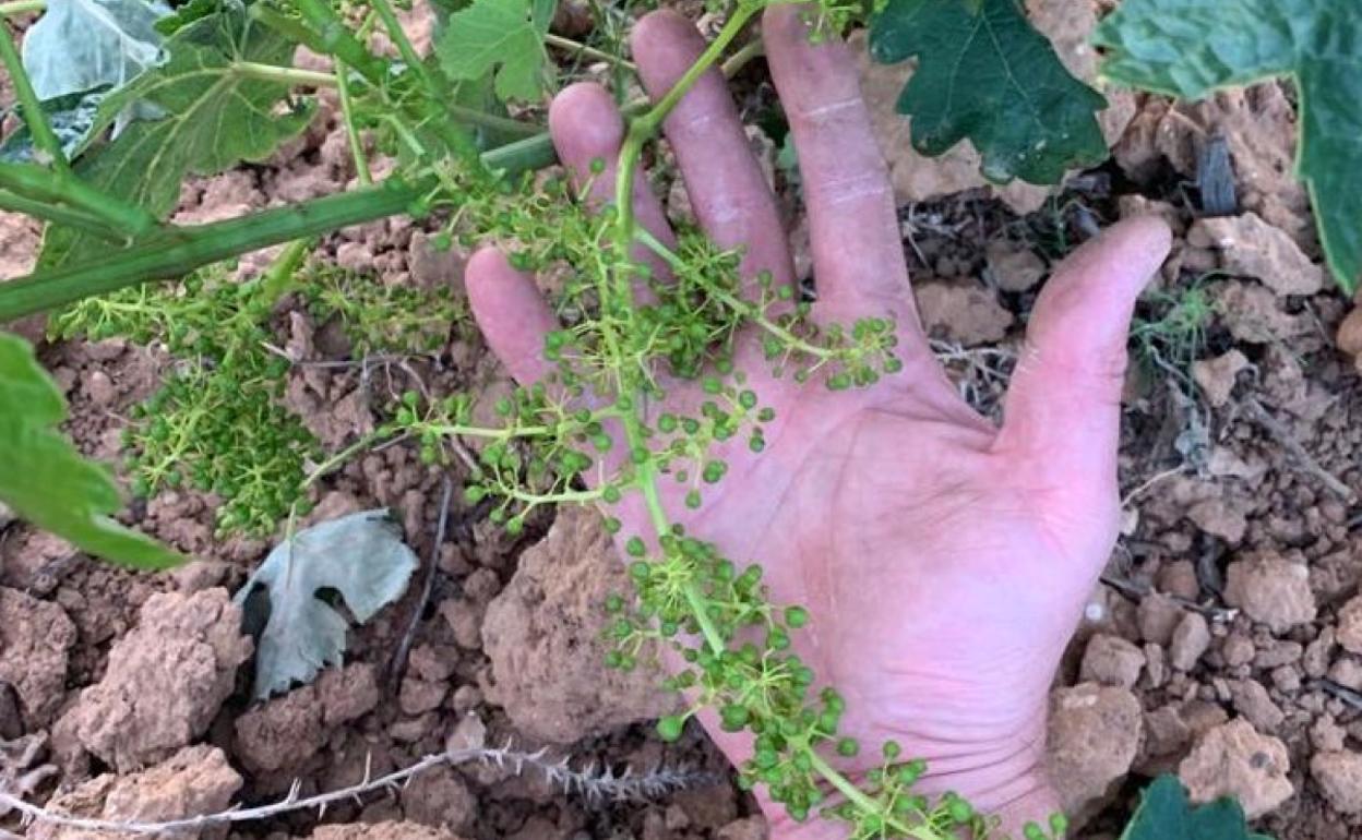 Ribera del Duero: La UCCL de Burgos critica el crecimiento de las nuevas plantaciones en la DO Ribera del Duero