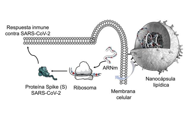 Esquema del funcionamiento de las vacunas de ARNm encapsulado en nanopartículas lipídicas. Adaptado de Altounian (Science, 2020) por Nuria Campillo.