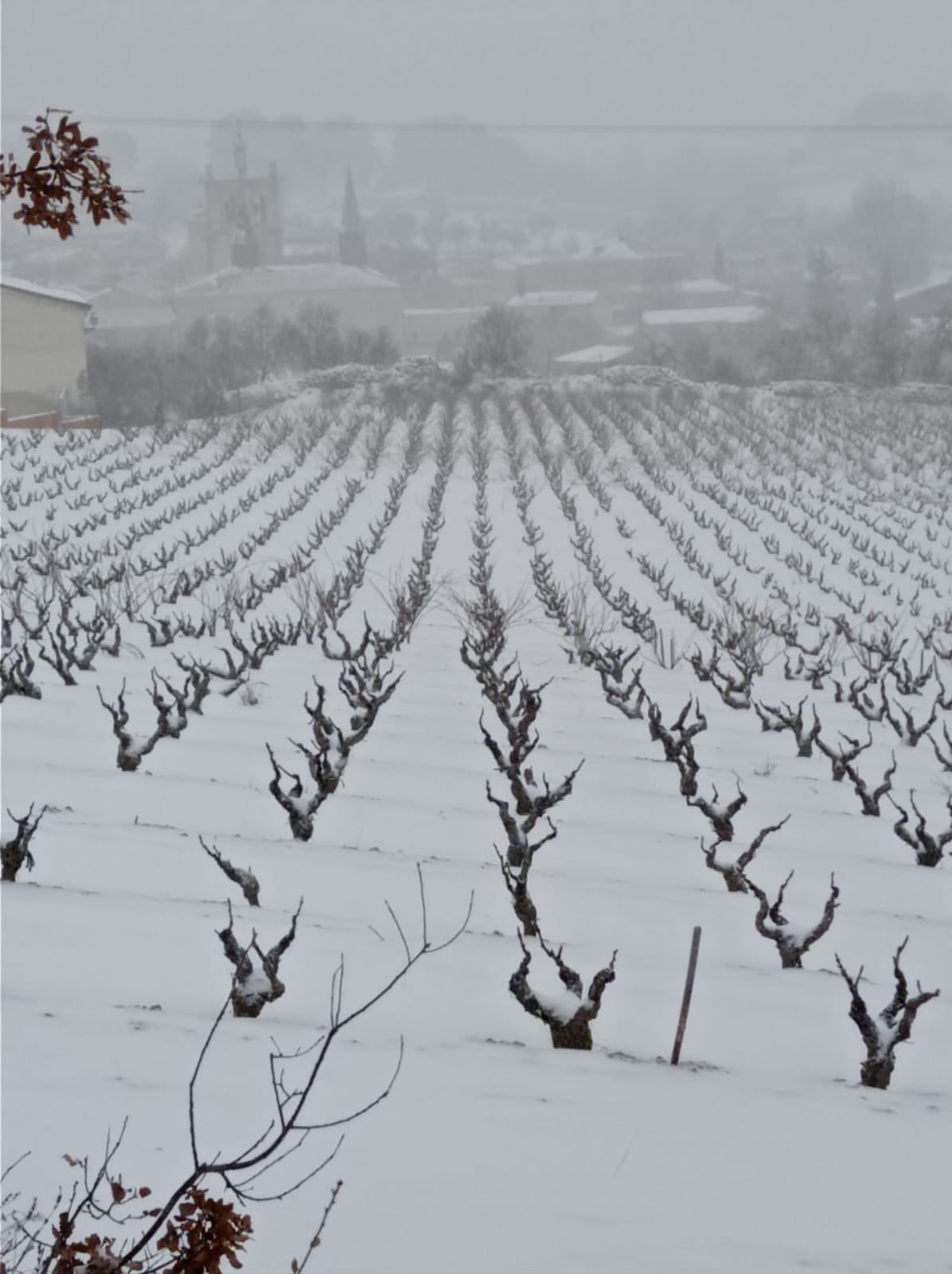 Fotos: La Ribera se cubre de blanco por la nieve de Filomena