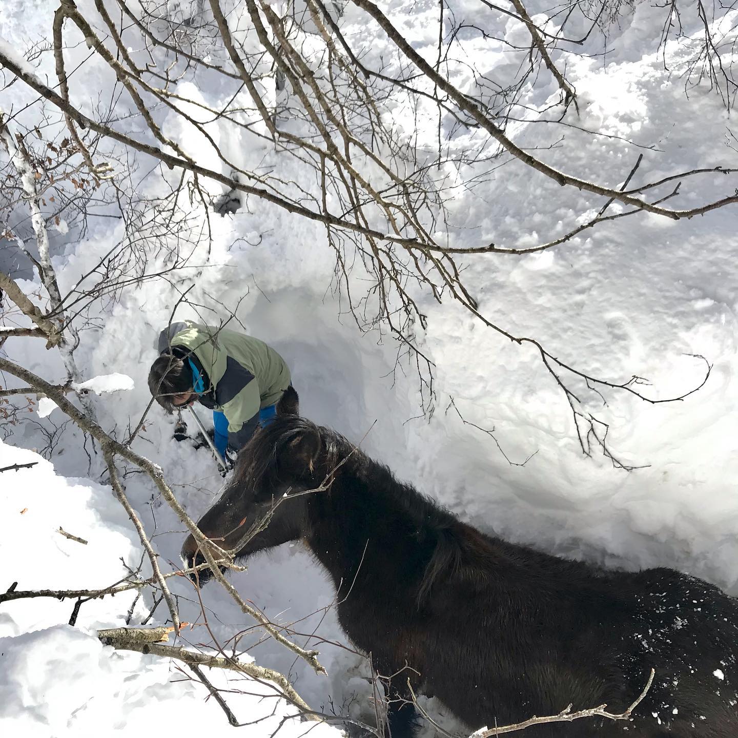 Fotos: Al rescate de las yeguas sepultadas por la nieve en Castro Valnera (Burgos)