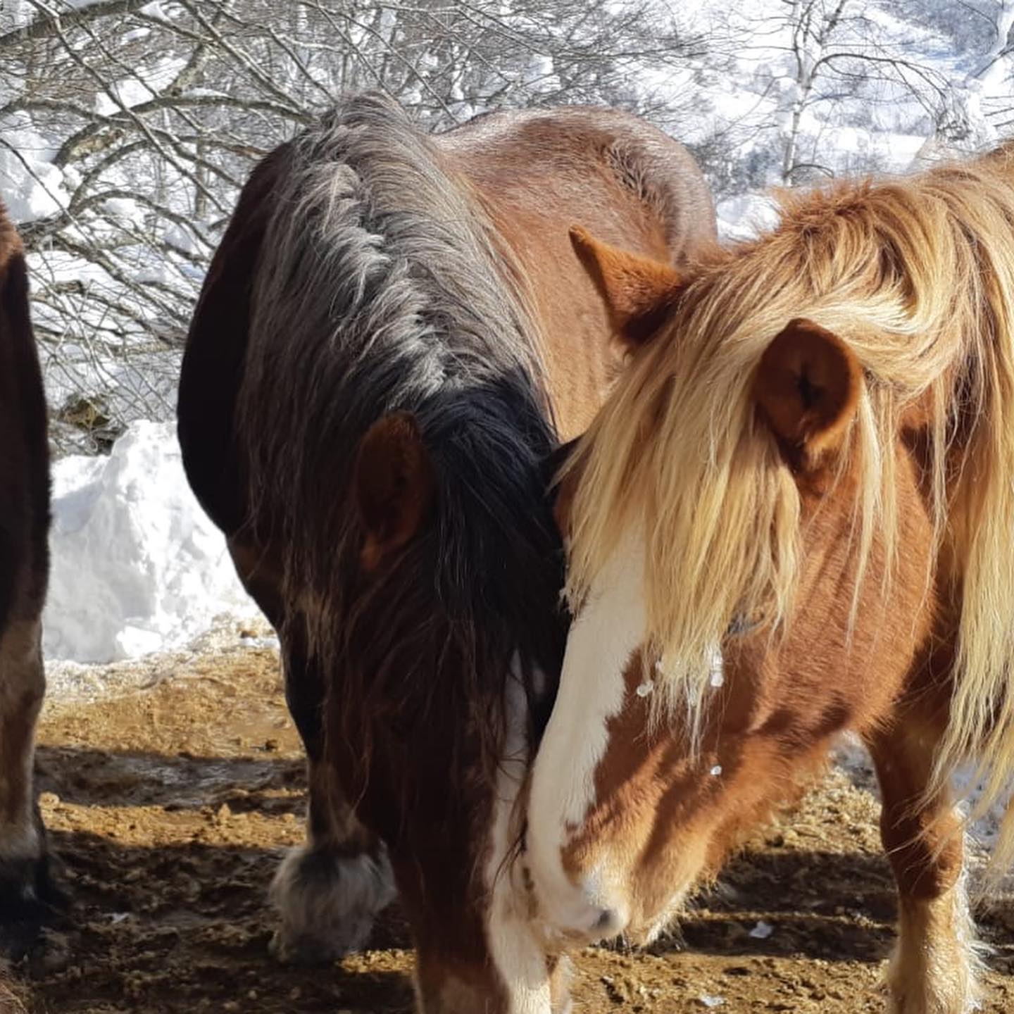 Fotos: Al rescate de las yeguas sepultadas por la nieve en Castro Valnera (Burgos)