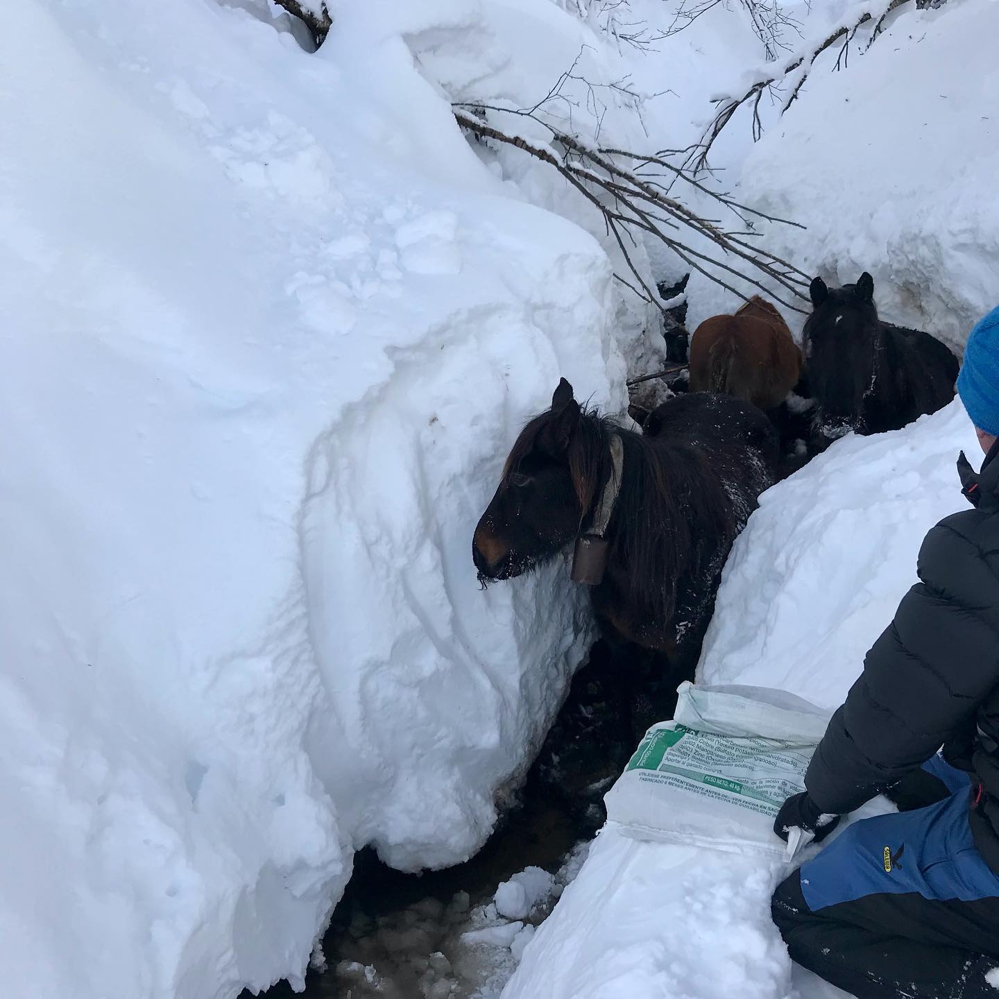 Fotos: Al rescate de las yeguas sepultadas por la nieve en Castro Valnera (Burgos)