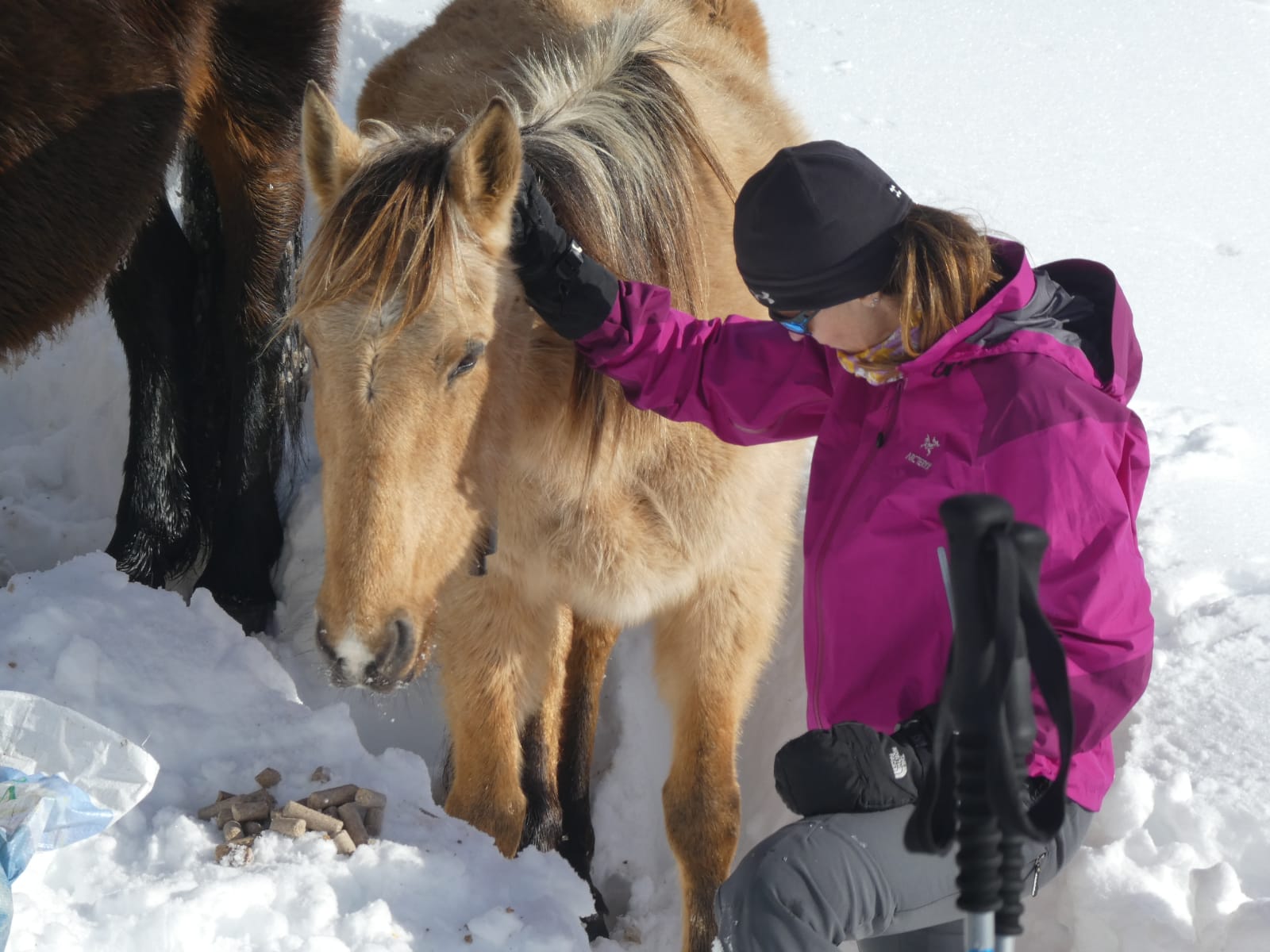 Fotos: Al rescate de las yeguas sepultadas por la nieve en Castro Valnera (Burgos)