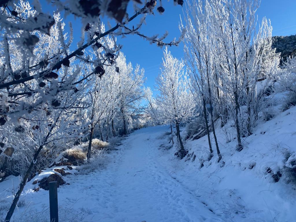 Fotos: La provincia burgalesa vuelve a ser &#039;conquistada&#039; por la cencellada