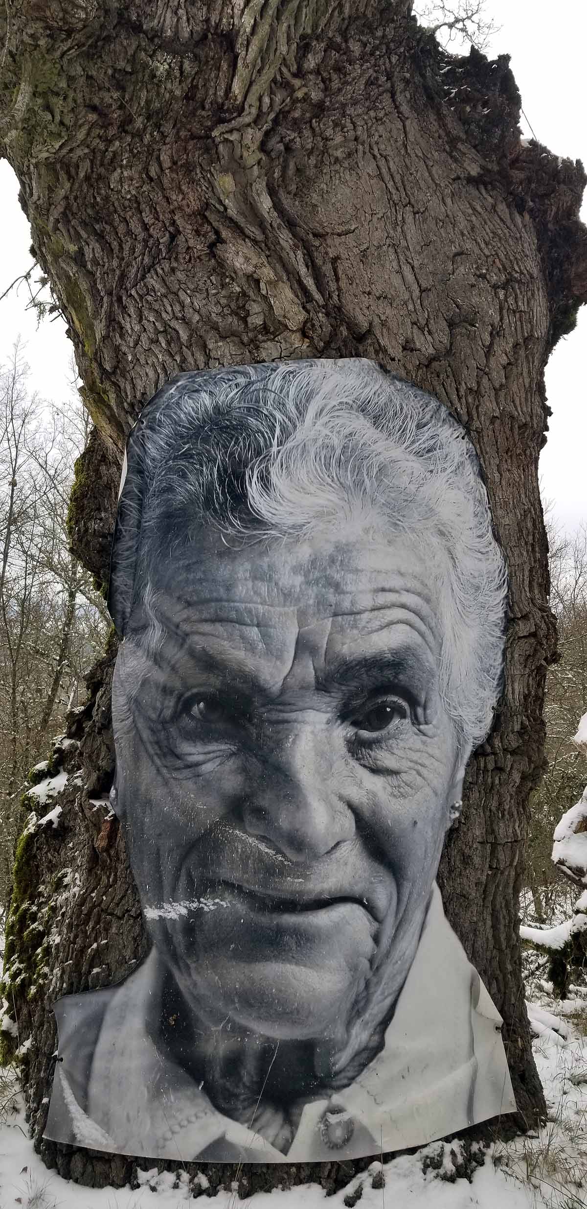 Unidos a los robles cuyas raíces anclan a la tierra de Lara, en una dehesa a la sombra de la sierra de Las Mamblas, cerca de Mambrillas de Lara, se encuentra el proyecto fotográfico 'Enraizados' | Un plan al aire libre para estos días de cierre provincial, un homenaje a los que han trabajado la tierra. 