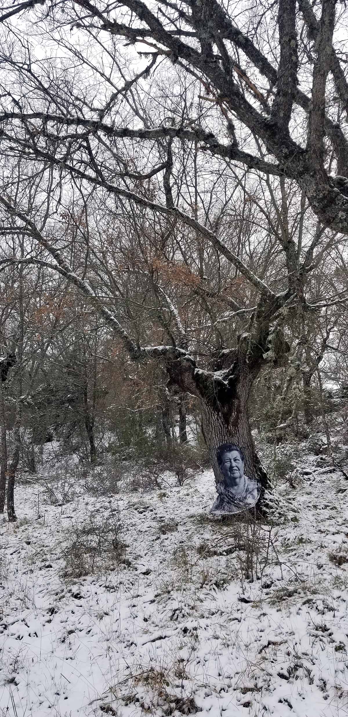Unidos a los robles cuyas raíces anclan a la tierra de Lara, en una dehesa a la sombra de la sierra de Las Mamblas, cerca de Mambrillas de Lara, se encuentra el proyecto fotográfico 'Enraizados' | Un plan al aire libre para estos días de cierre provincial, un homenaje a los que han trabajado la tierra. 