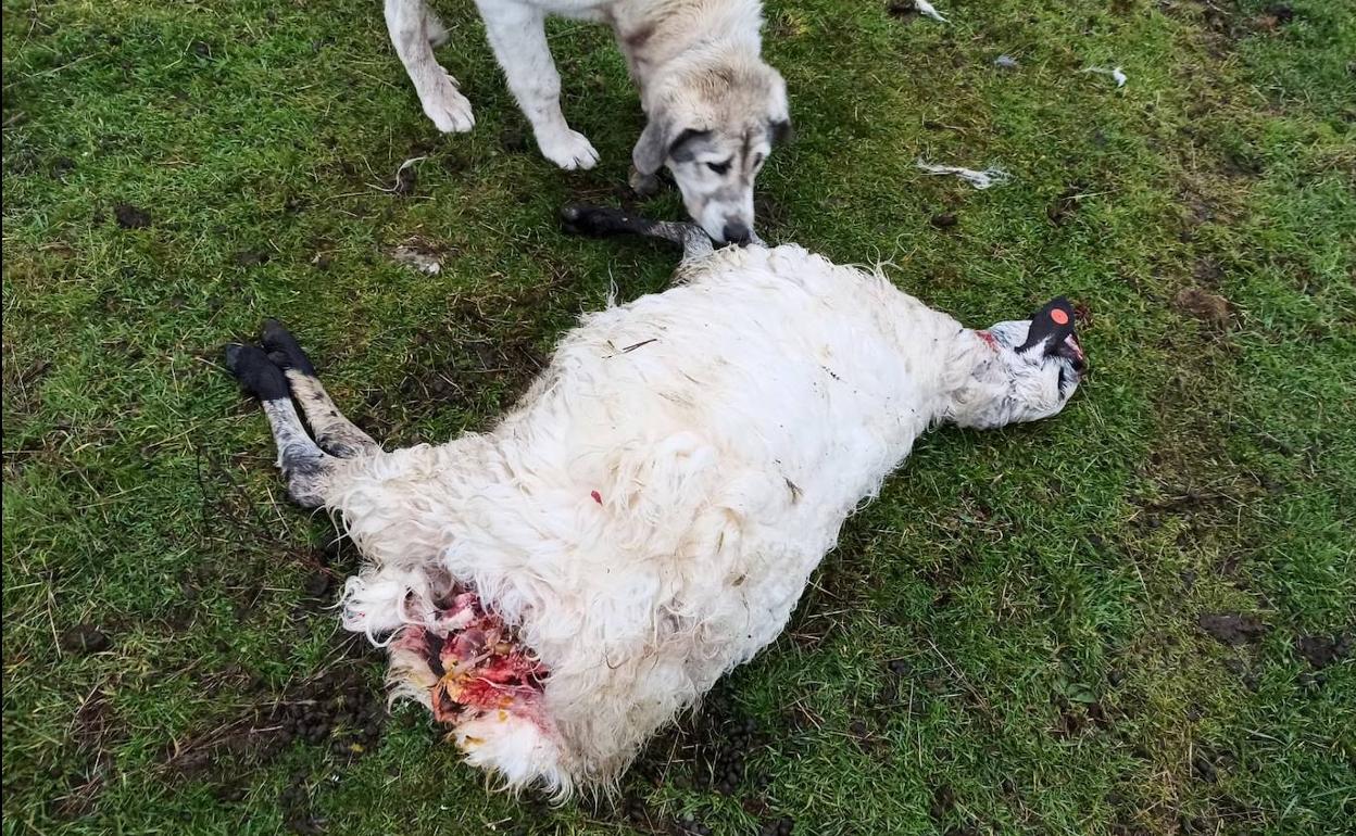 Un mastín se acerca a una de las ovejas de Alejandro atacadas por el lobo. 