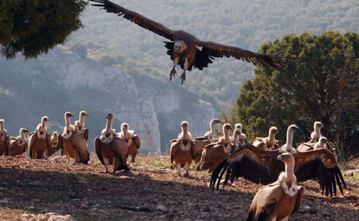 Varios buitres en los bosques próximos al refugio de las Hoces del río Riaza. 