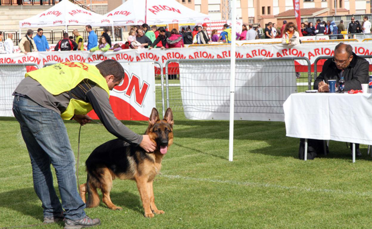 Los días 6 y 7 de noviembre se celebrará la cuadragésima segunda edición de la Exposición Nacional de cría del perro de pastor alemán. 