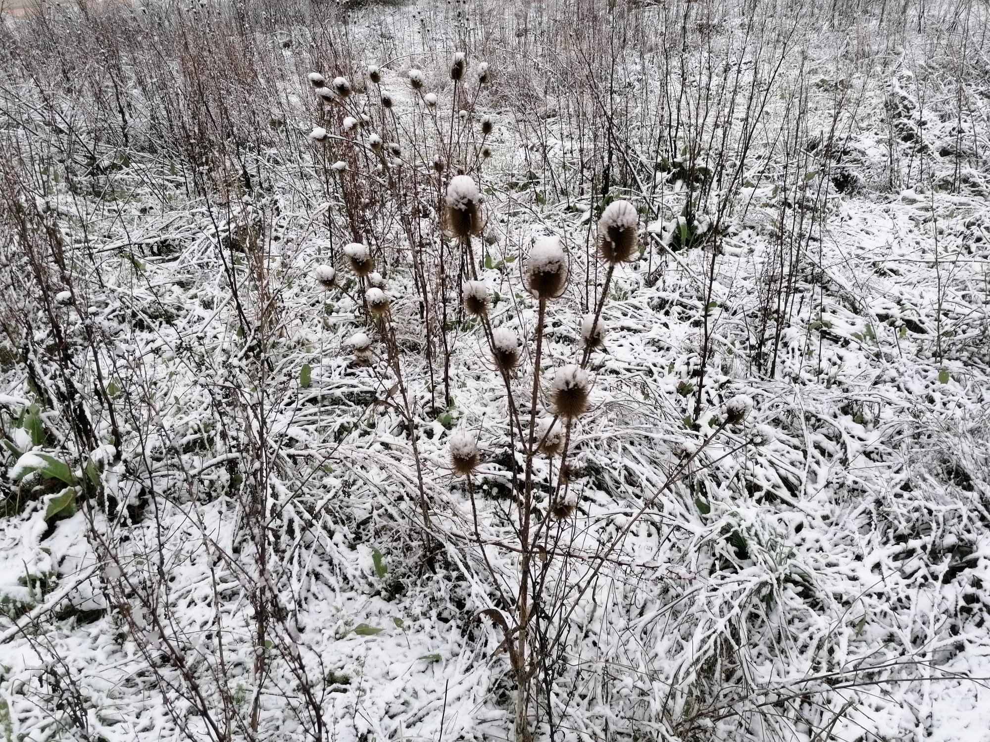 Fotos: Burgos amanece bajo una fina capa de nieve