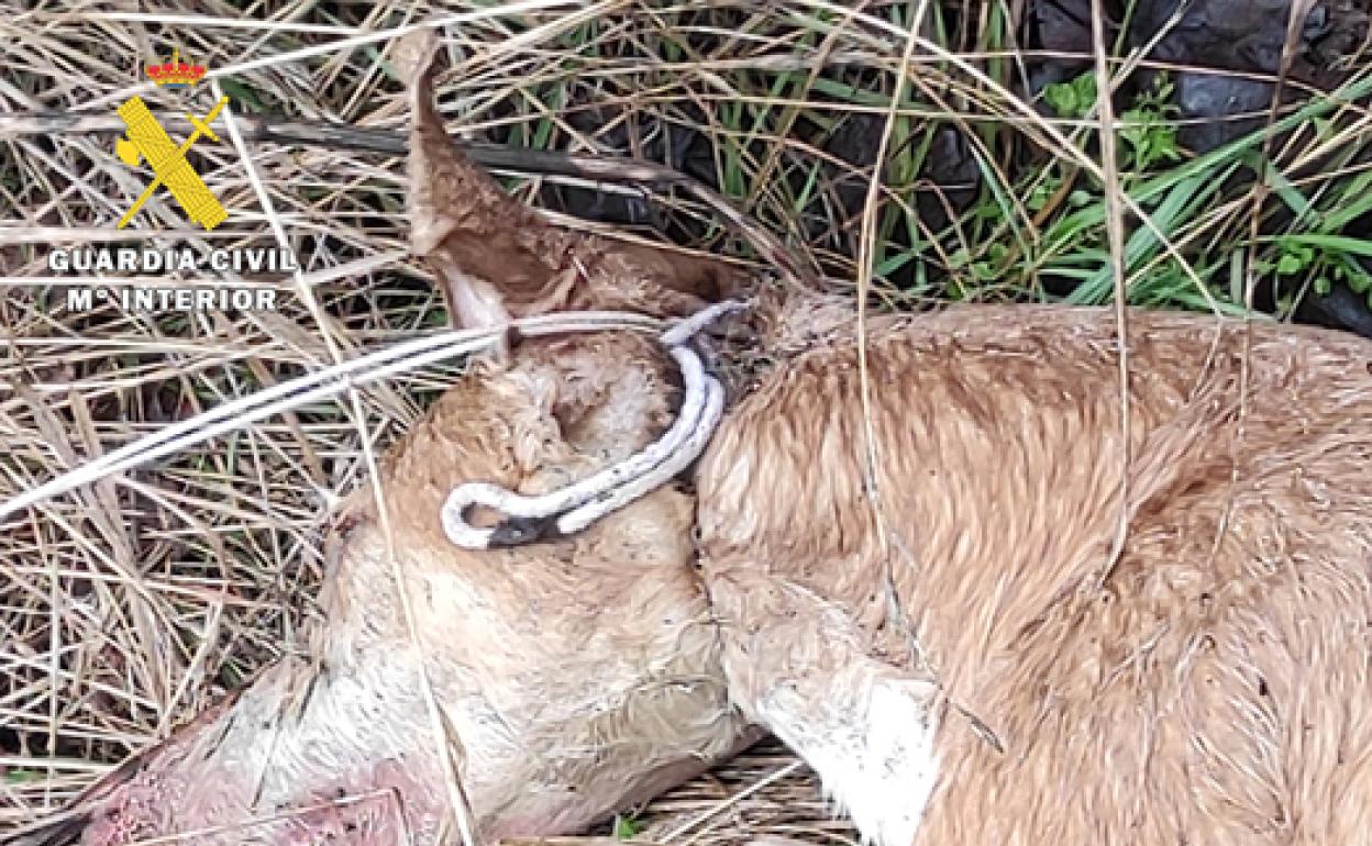 Galgo encontrado sin vida. 