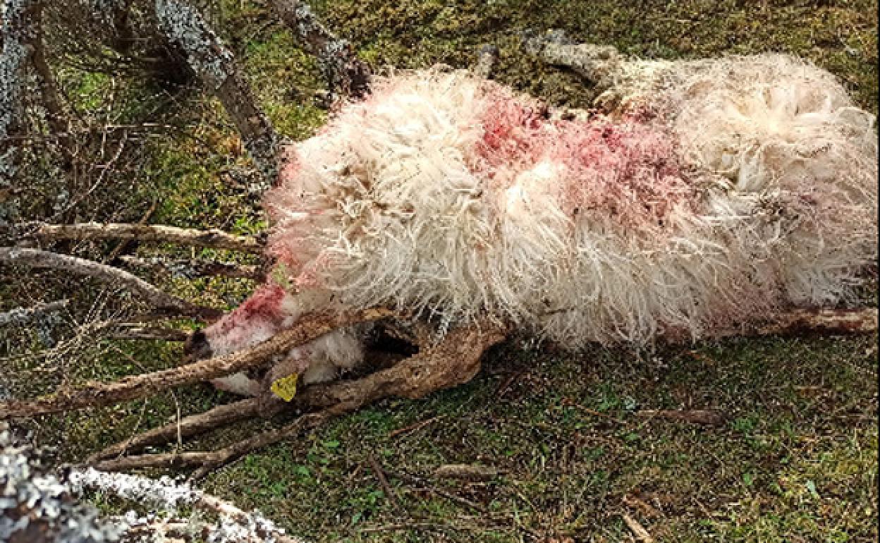 Oveja atacada por un lobo. 