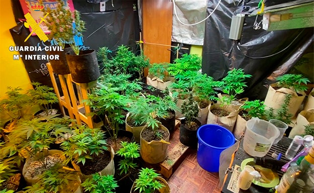 Las plantas de marihuana encontradas en el registro. 