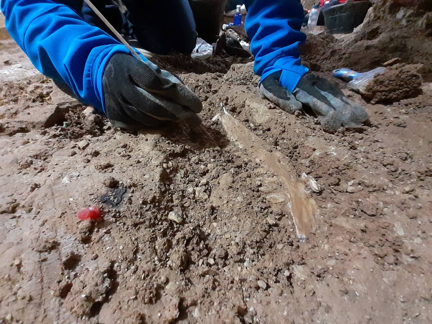 Proceso de excavación de una mandíbula de ciervo.